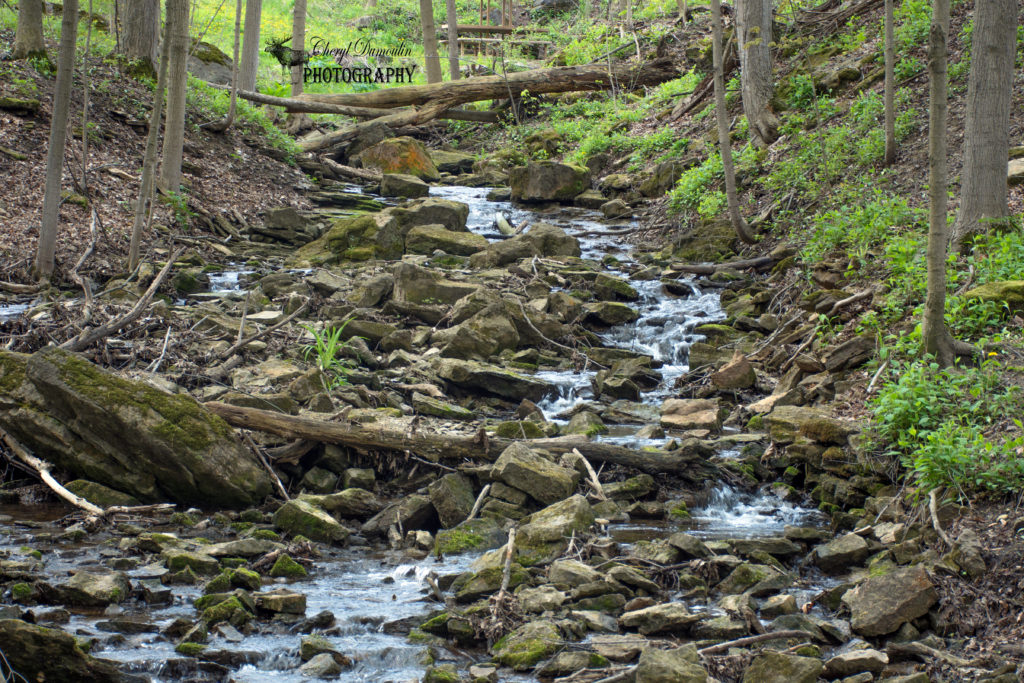 Dundas Valley Conservation Area Cheryl Dumoulin Photography