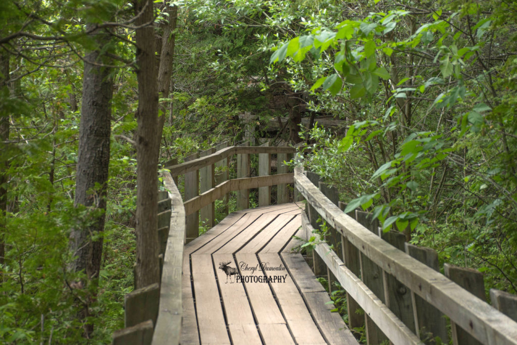 Crawford Lake Conservation Area • Cheryl Dumoulin Photography